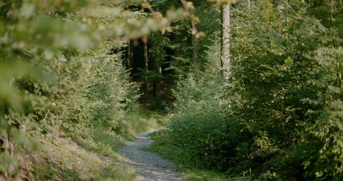 有关forestpark, 健康的生活型态, 女人的免费素材视频