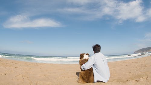 有关人, 伴侣, 动物的免费素材视频