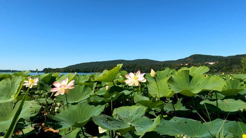 有关天性, 山, 工厂的免费素材视频