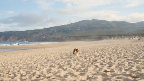 有关动物, 夏天, 天空的免费素材视频