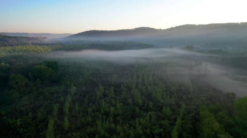 有关天性, 户外, 森林的免费素材视频