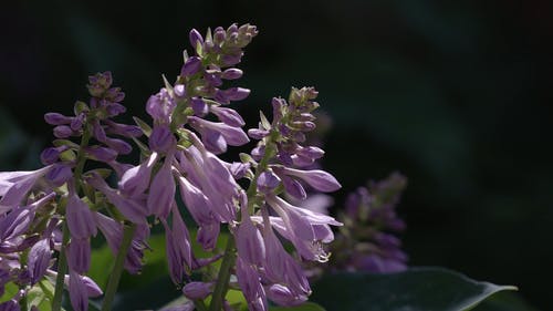 有关宏观, 植物群, 特写的免费素材视频