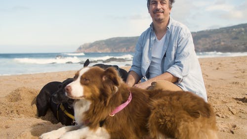 有关坐, 夏天, 小狗的免费素材视频