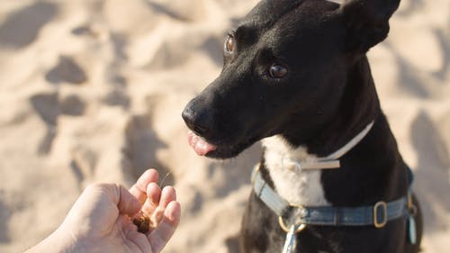 有关小狗, 沙滩, 犬的免费素材视频