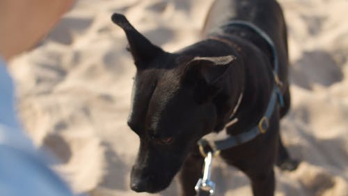 有关可爱, 可爱的, 家畜的免费素材视频