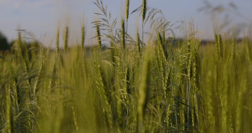 有关大麦, 小麦, 特写的免费素材视频