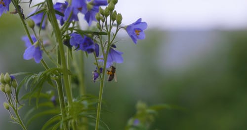 有关授粉, 昆虫, 植物群的免费素材视频