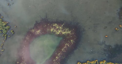 有关上升的镜头, 平静, 植物群的免费素材视频