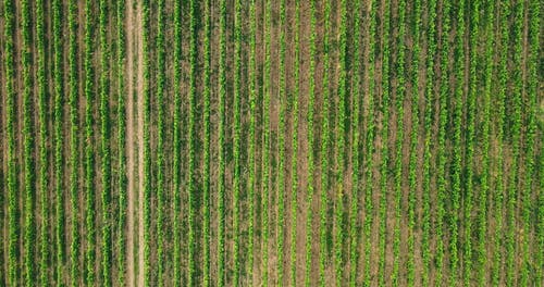 有关农业用地, 户外, 白天的免费素材视频