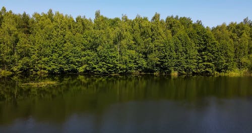 有关fpv, 天性, 树木的免费素材视频