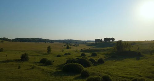 有关天性, 晴朗的天空, 树木的免费素材视频