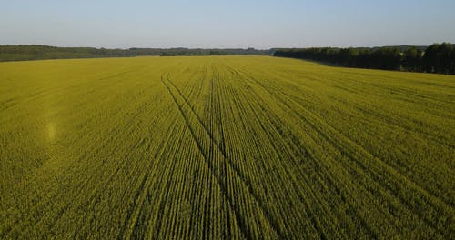 有关天性, 户外, 环境的免费素材视频