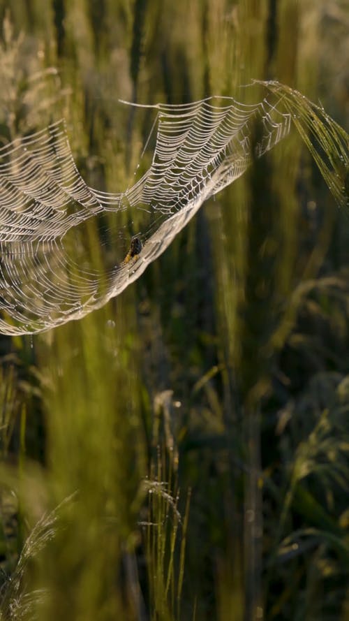 有关Web, 垂直视频, 昆虫的免费素材视频