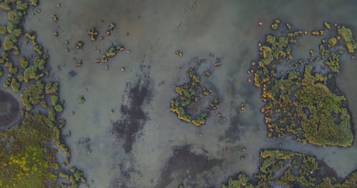 有关基座射击, 平静, 植物群的免费素材视频