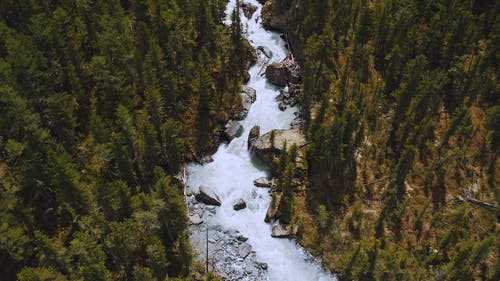 有关俄国, 天性, 树木的免费素材视频