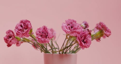 有关概念的, 特写, 粉红色的花的免费素材视频