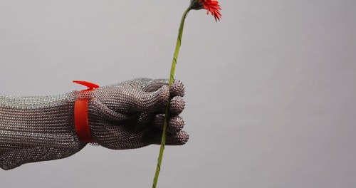 有关巴伯顿雏菊,手,手套的免费素材视频