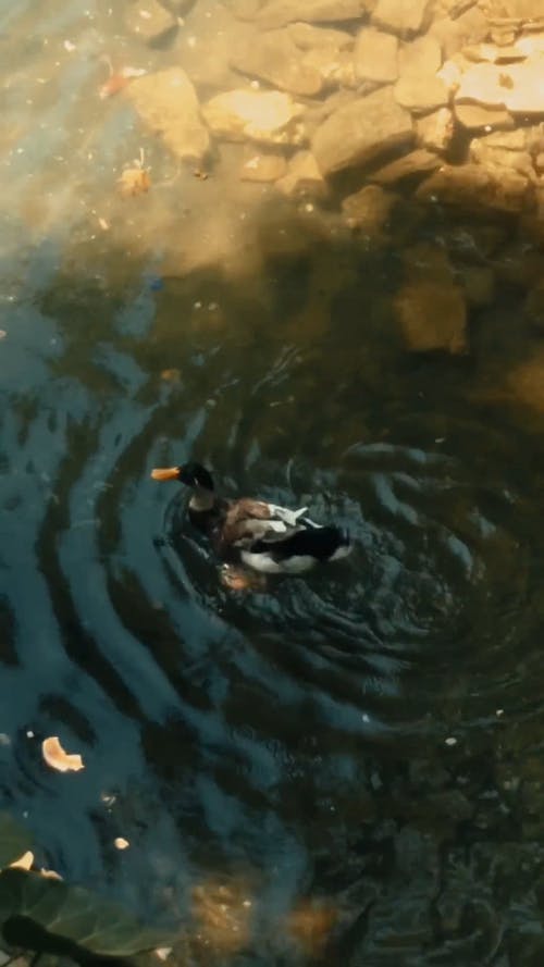 有关垂直, 户外, 水禽的免费素材视频