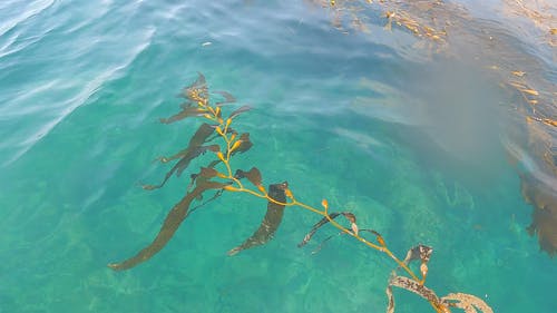 有关原生生物, 水面, 水体的免费素材视频