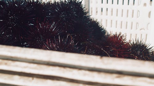 有关海胆, 特写, 篮子的免费素材视频