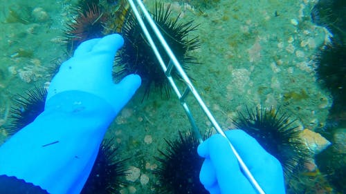 有关在水下, 太平洋, 户外的免费素材视频