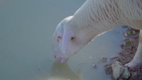 有关动物, 水, 洋的免费素材视频