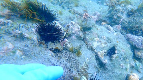 有关在水下, 户外, 水的免费素材视频