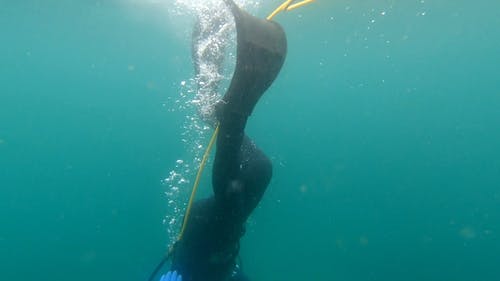 有关冒险, 水下, 水肺潜水的免费素材视频
