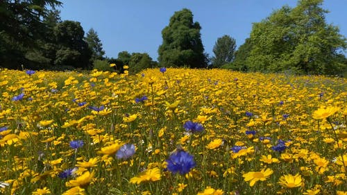 有关乡村花园, 园林花卉, 树木的免费素材视频