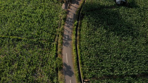 有关农业领域, 田, 空拍图的免费素材视频