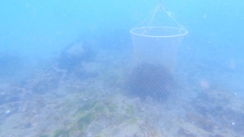 有关捕鱼网,水下录像,珊瑚的免费素材视频