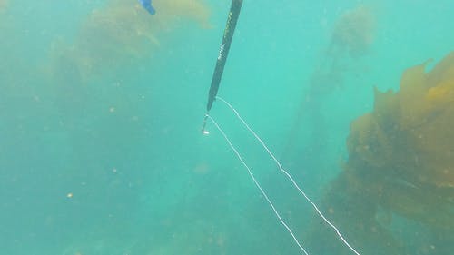 有关握住, 水下, 水肺的免费素材视频