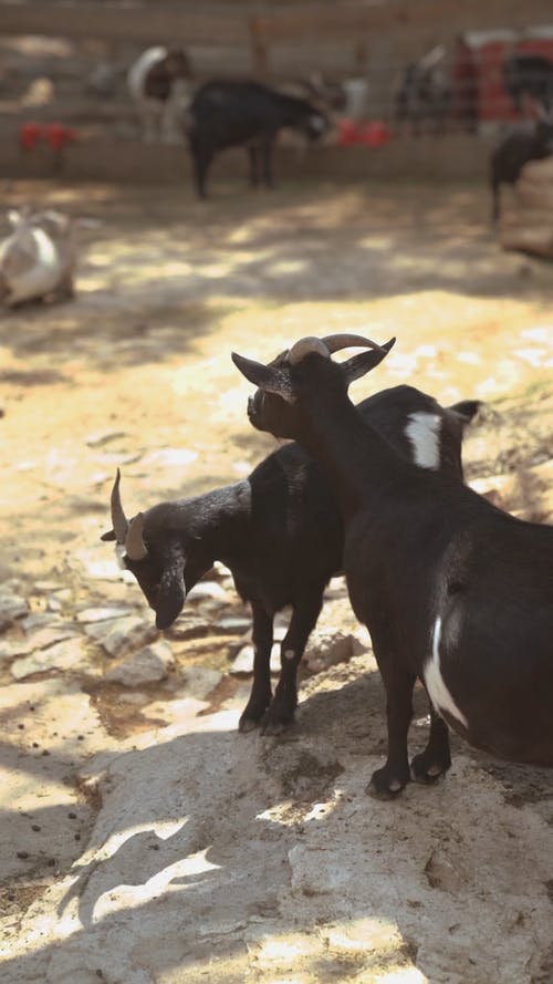 有关动物, 动物园, 垂直视频的免费素材视频