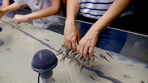 有关低角度拍摄,动物园,小的免费素材视频