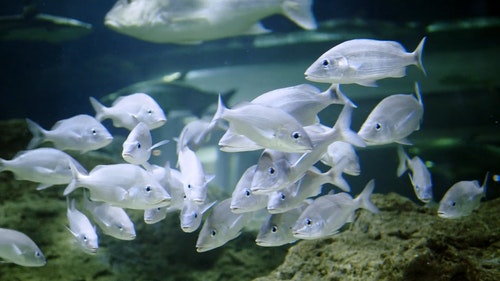 有关坦克,容器,水族馆的免费素材视频