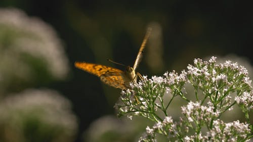有关天性, 巴特里, 户外的免费素材视频