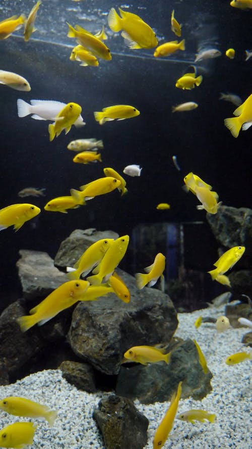 有关垂直视频, 水族馆, 水生动物的免费素材视频