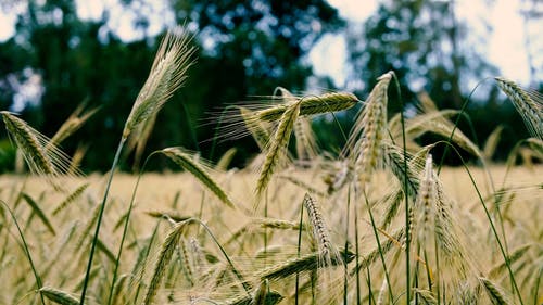 有关增长, 多风, 小麦的免费素材视频
