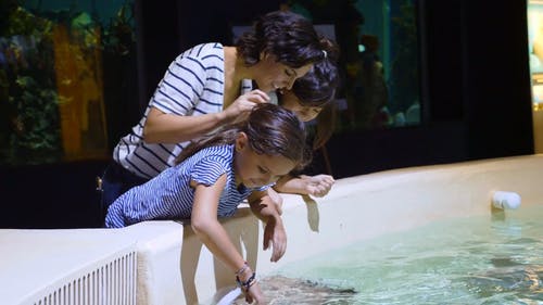 有关乐, 动物园, 孩子的免费素材视频