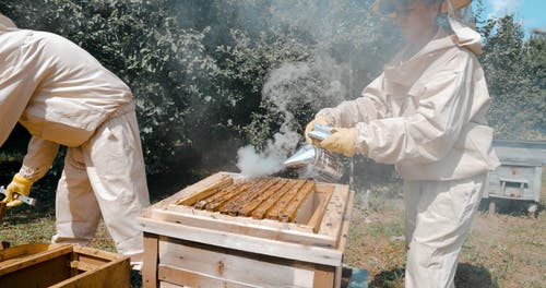 有关养蜂业, 养蜂人, 养蜂人套装的免费素材视频