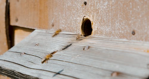 有关养蜂业, 昆虫, 洞的免费素材视频