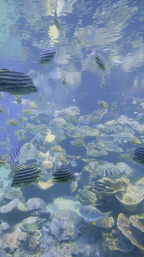 有关垂直视频, 水, 水下钓鱼的免费素材视频