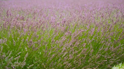 有关户外, 日视频, 盛开的薰衣草的免费素材视频