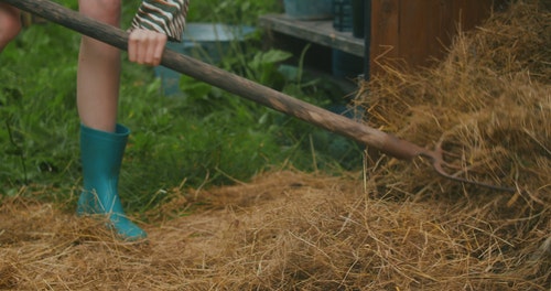 有关修剪花草,叉,园艺的免费素材视频
