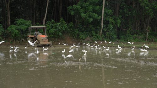 有关人, 拖拉机, 树木的免费素材视频