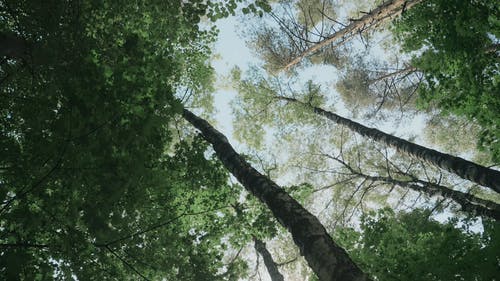 有关低角度拍摄, 天性, 森林的免费素材视频