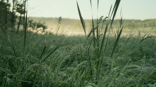 有关天性, 环境, 绿色的免费素材视频
