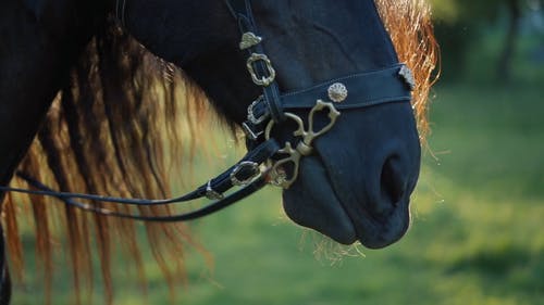 有关女人, 家畜, 特写的免费素材视频