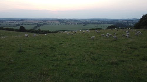 有关一群动物, 下田, 山丘的免费素材视频