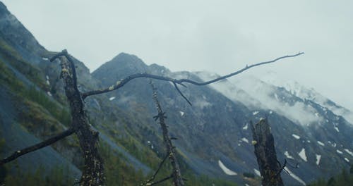 有关分支机构, 天性, 山的免费素材视频
